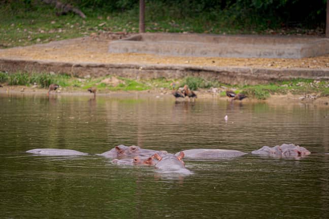 Hippos in one of the lakes at Hacienda Napoles. Credit: Luis Bernardo Cano/dpa/Alamy Live News
