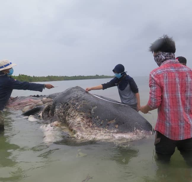 Dead whale had 1,000 pieces of plastic in its stomach. Credit: WWF Indonesia