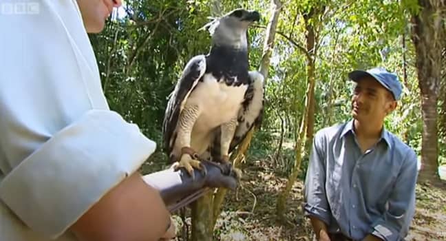 A harpy eagle in Panama, featured on BBC's Ultimate Killers. Credit: BBC