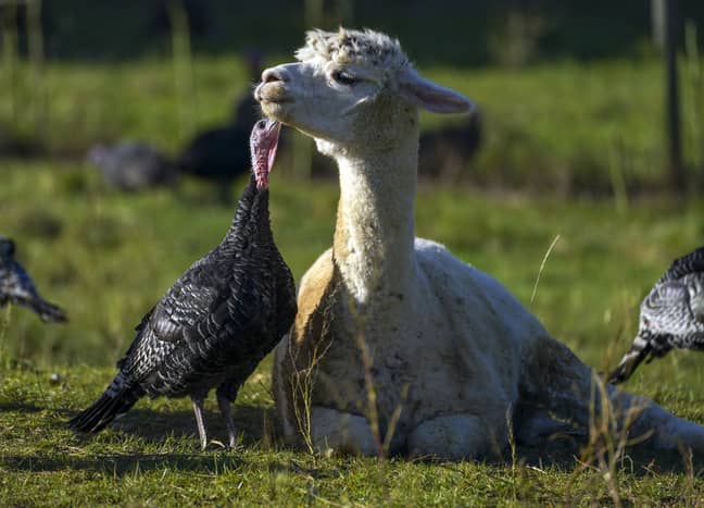 It seems as if the alpacas and the turkeys are getting along just fine! Credit: PA