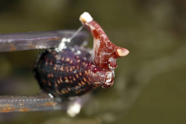 The cone snail. Credit: The Sun/News Licensing