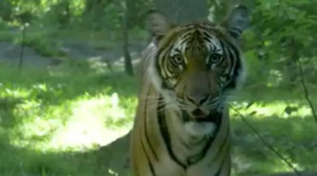 A tiger at Bronx Zoo tested positive for coronavirus last year. Credit: Bronx Zoo