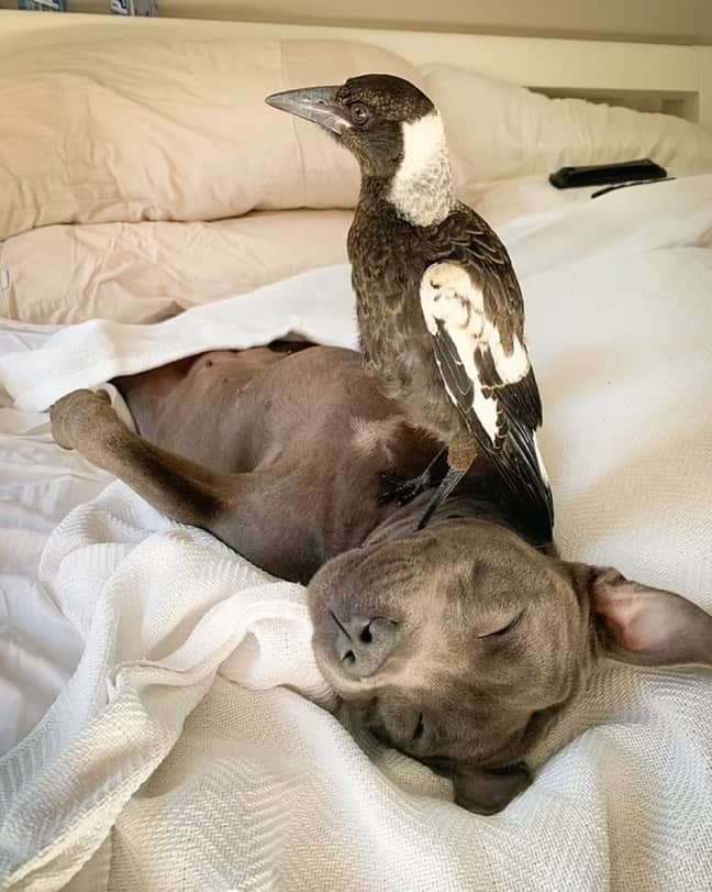 Staffy Becomes Unlikely Best Mates With Adopted Magpie