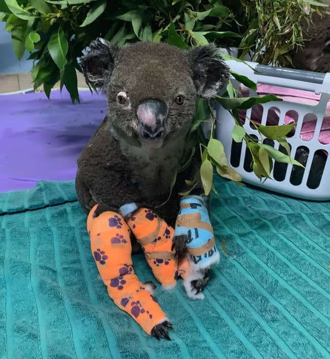 Peter the koala who has been badly burned in the bushfires is now being treated in a koala hospital (Credit: Facebook/Koala Hospital Port Macquarie)