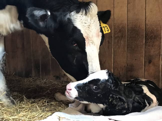 Brianna the cow and her calf, Winter. Credit: SWNS