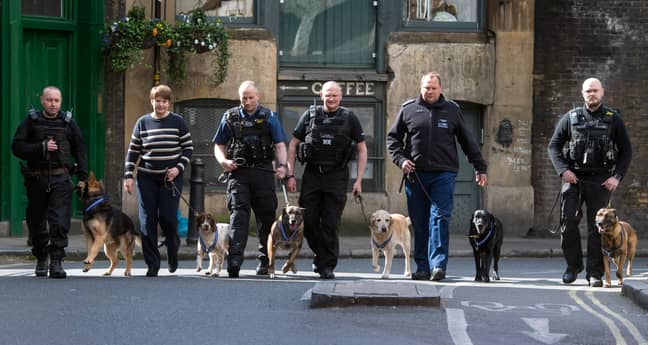 Six of the dogs who will receive the honour celebrating their bravery. Credit: PDSA