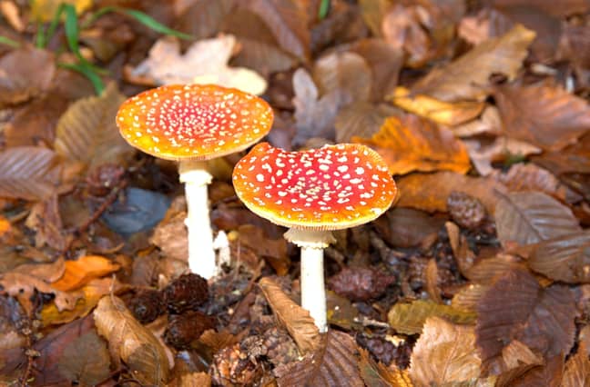 Fly agaric (Amanita muscaria) are a type of magic mushrooms. Credit: PA