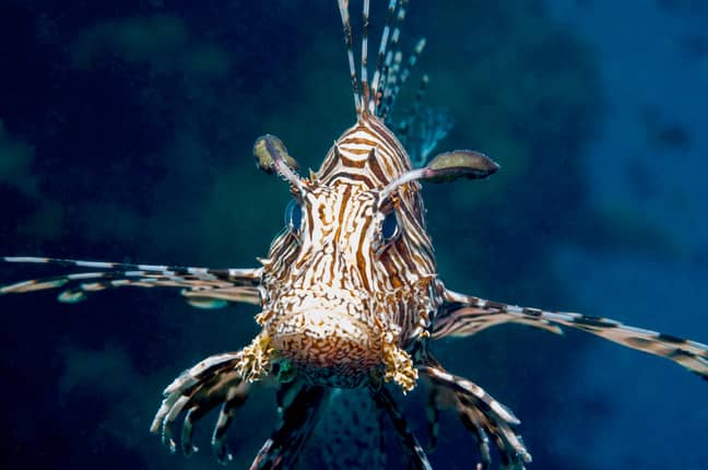 Image of a common lionfish.  Credit: Alamy