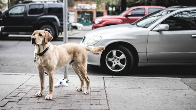 Dog stood outside car on roadside
