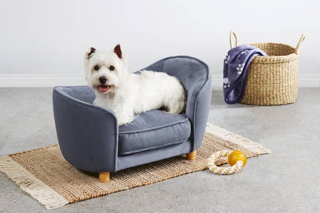 Aldi Australia Is Ing Dog Sized, Sofa Beds For Dog Australia