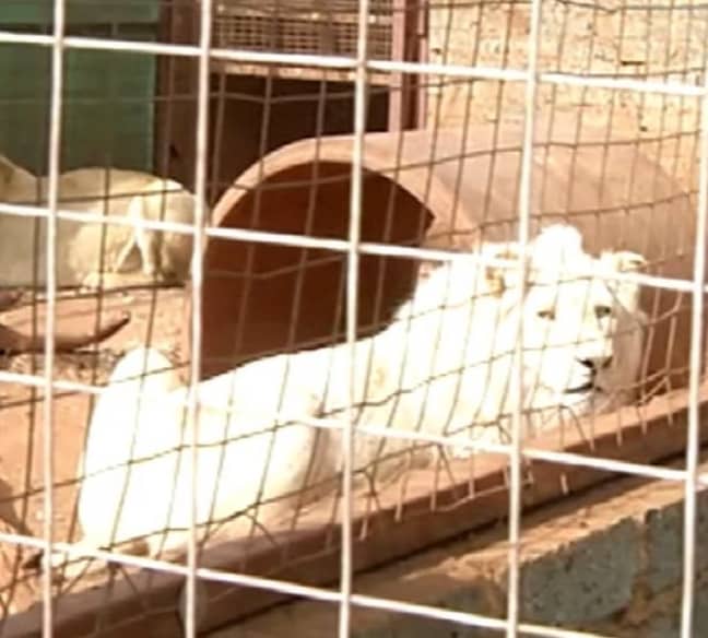 Animal rights activists believe Mufasa will be sold to be shot. Credit: SABC/Youtube