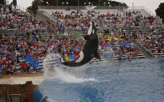 An overhead map contrasting a SeaWorld orca pool with a leisure activity lake has gone viral. Credit: PA