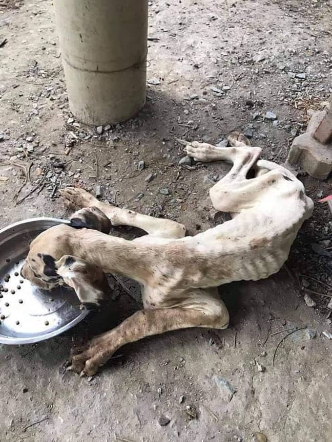 The dogs hadn't eaten for weeks. Credit: Viral Press