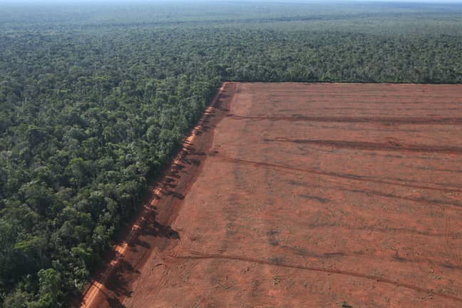 Large swathes of the Amazon is being turned into farmland. Credit: PA