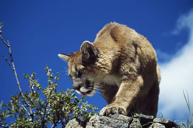 The eight-year-old was able to fight off the mountain lion (stock image). Credit: PA