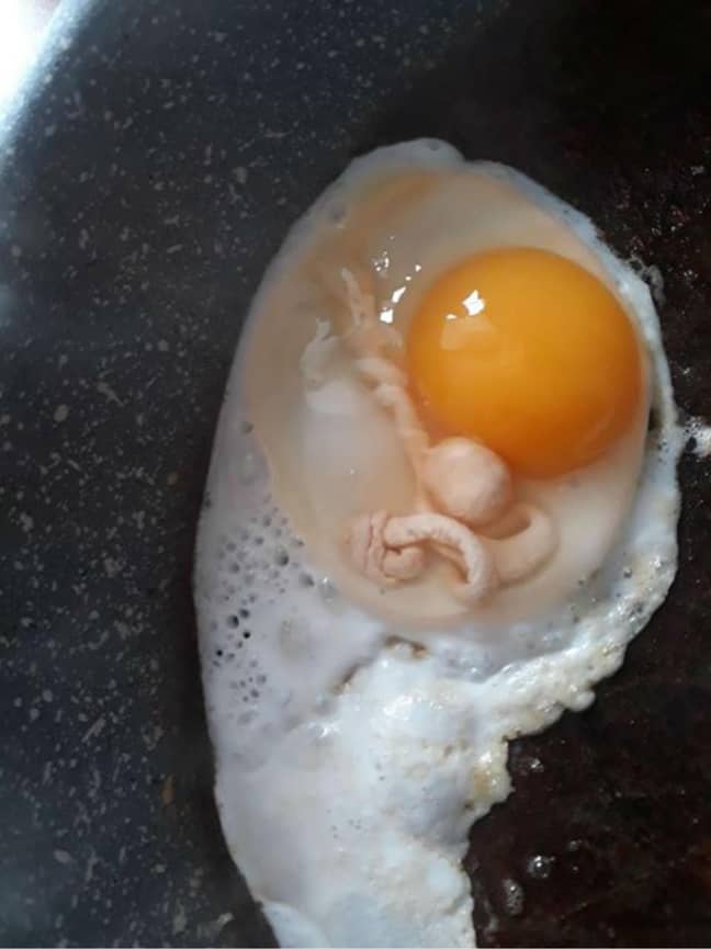 Annele Piercy's egg bought from Aldi. Credit: Deadline News