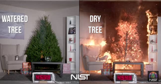 The dry tree was engulfed in flames within a mater of seconds. Credit: NIST/Youtube