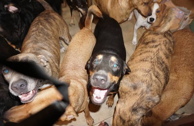 Chella Philips brought almost 100 dogs into her home. Credit: Chella Philips 
