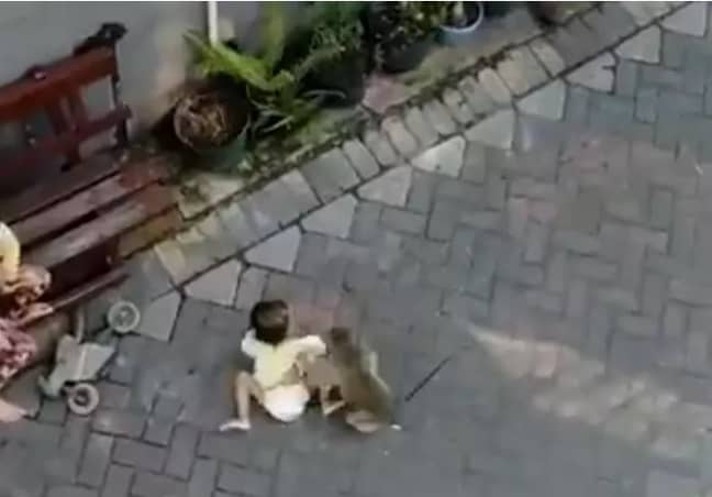 The moment the monkey tried to 'kidnap' the little girl. Credit: Twitter