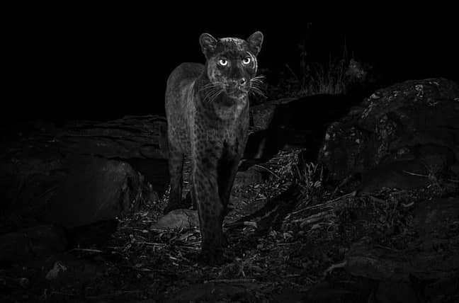 The black leopard is one majestic looking cat. Credit: Will Burrard-Lucas