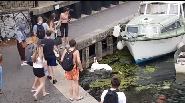 A man standing up to a woman who kicked a swan was pushed into a canal. Credit: Twitter