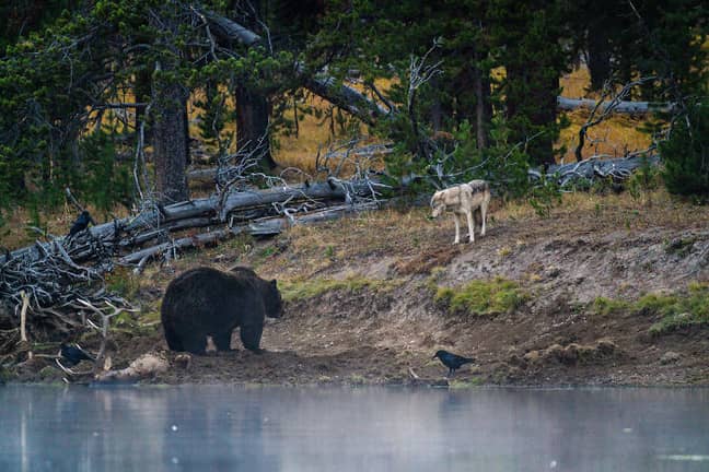Photographer Captures Incredible Encounter Between Grizzly Bear And Wolf -  LADbible