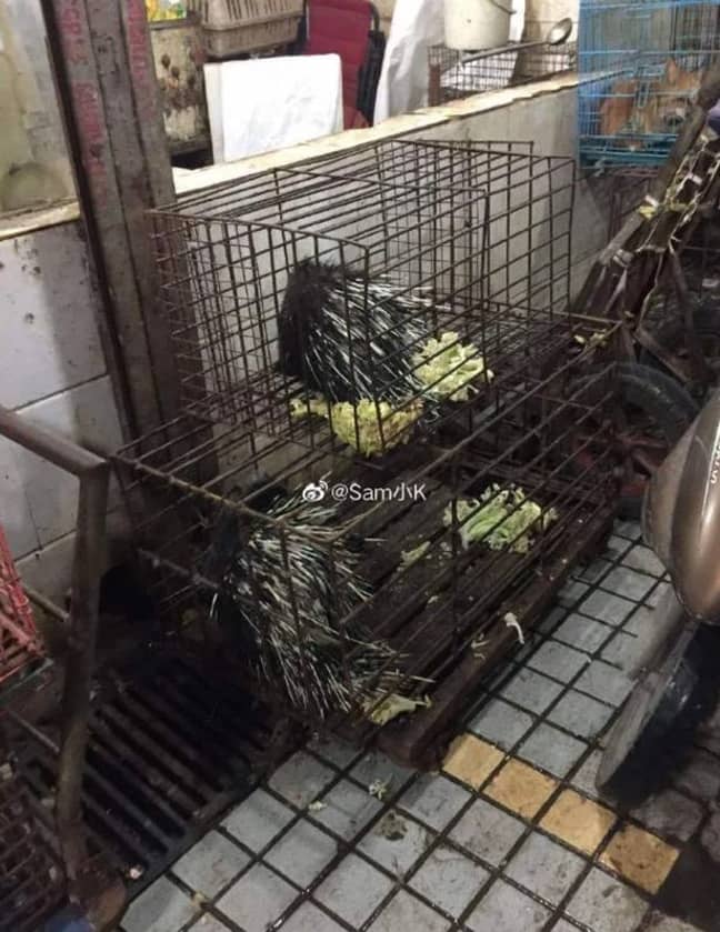 Porcupines were just one of the breeds available at the illegal 'wet market', prior to its closure. Credit: Weibo