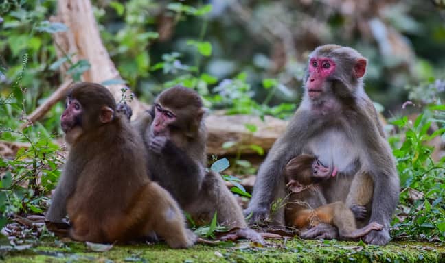 Here's a few rhesus macaques. Credit: PA