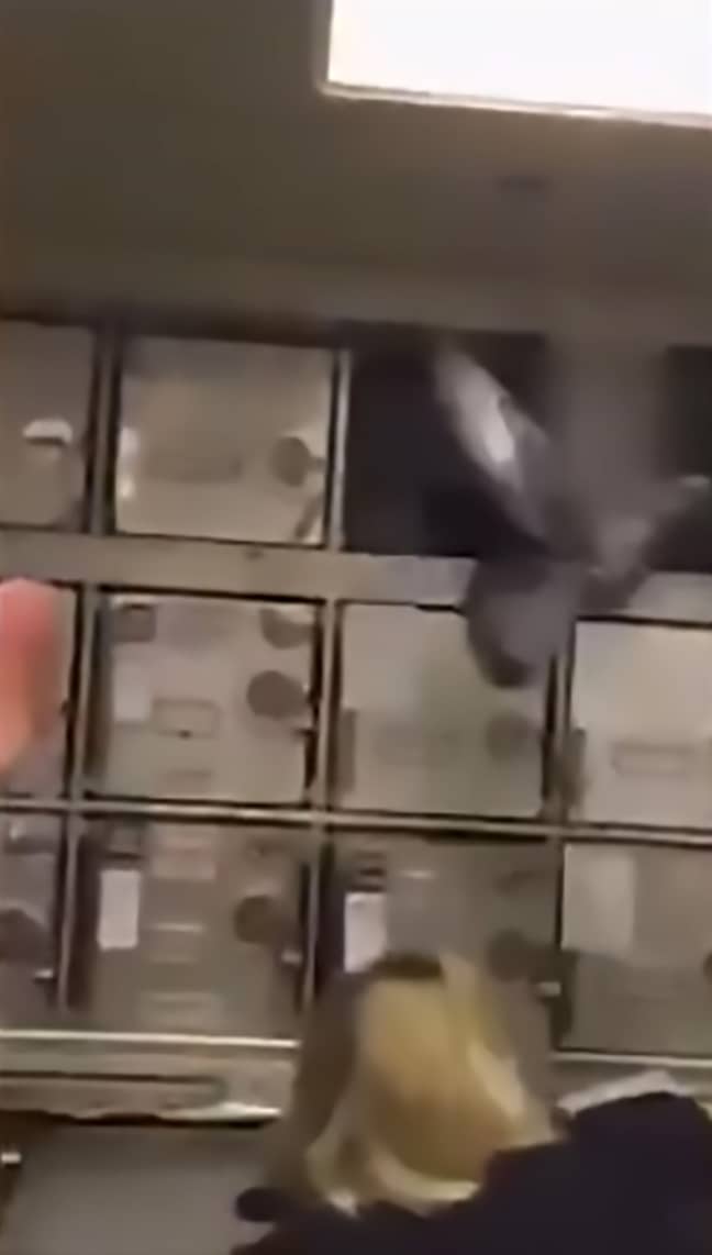 It took around 20 minutes for staff to shepherd the pigeon off the plane. Credit: CEN