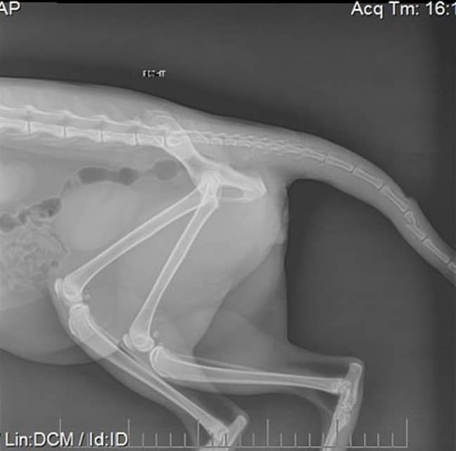 Hibala had to have two thirds of his tail removed. Credit: RSPCA