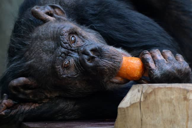 A chimp, though not the one that hurt Ollie. Credit: PA