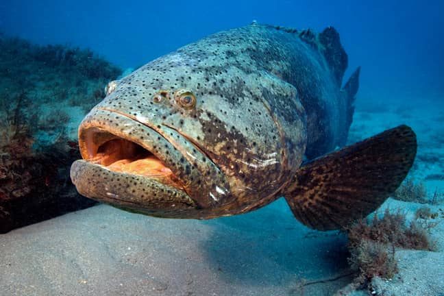 An Atlantic goliath grouper (Epinephelus itajara). Credit: Helmut Corneli/Alamy Stock Photo