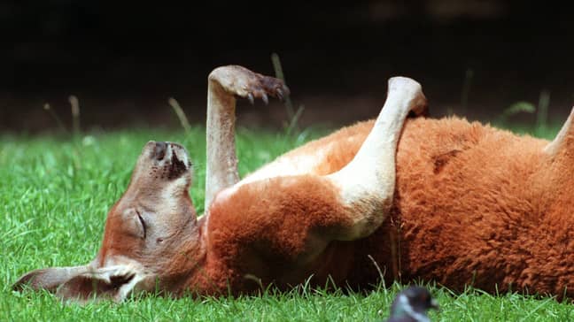 Here is another red kangaroo in happier times. Credit: PA