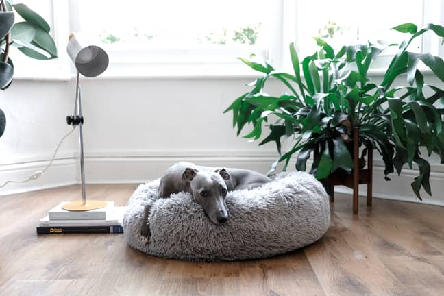 Lloyd also tested a fleecy dog bed (Credit: Aldi)