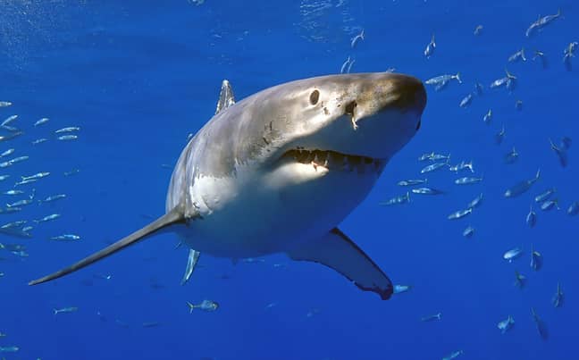 Three people were attacked by sharks withing 24 hours last weekend. Credit: PA