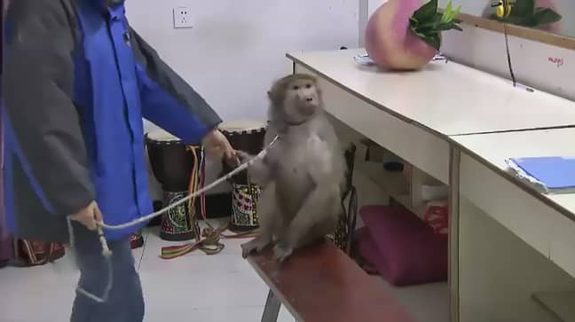 Ms Lv has raised the baboon since it was an infant. Credit: Asia Wire