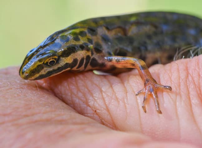 David Attenborough was a thrifty child and made money selling newts ' Credit: PA