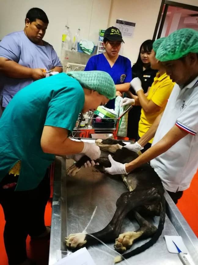 The pooches were rescued and treated by vets. Credit: Viral Press