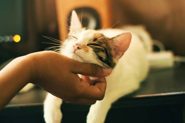 A cat enjoying a chin tickle from its owner. (Credit: Unsplash/Yerlin Matu)