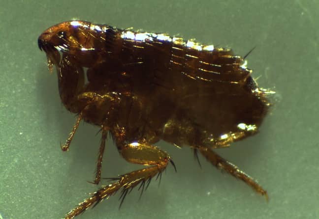 The superfleas reportedly have willies twice the size of their bodies. Credit: Erturac (Creative Commons)