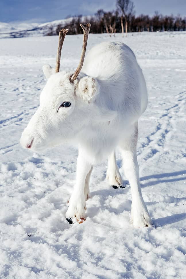 The reindeer has a rare genetic mutation meaning its fur is pure white. Credit: Caters/Mads Nordsveen