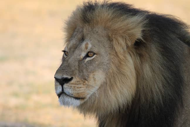 Cecil the lion, who died in 2015. Credit: PA