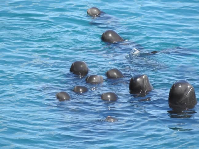 Exhausted pilot whales spyhop after being driven into the cove. Credit: Dolphin Project