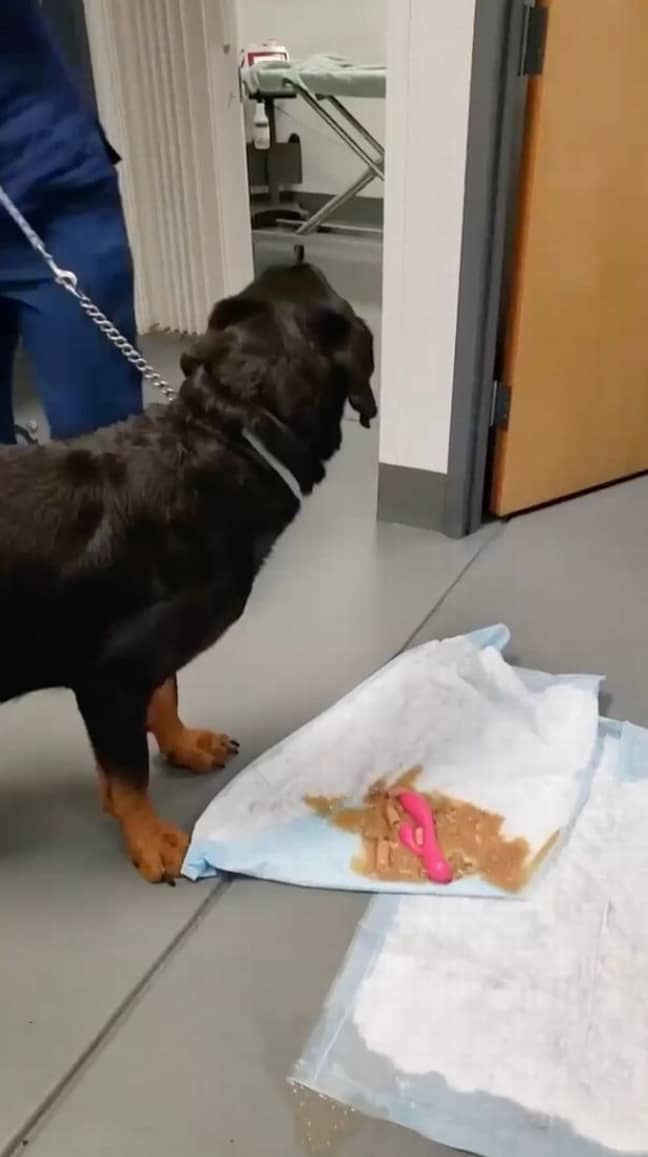 Куче повърна секс играчка по време на преглед при ветеринар