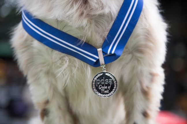 The Order of Merit award is akin to an OBE for humans. Credit: PDSA