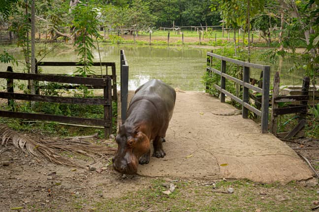 A hippo photographed in Pablo Escobar's old Hacienda Nápoles ranch. Credit: dpa picture alliance/Alamy Stock Photo