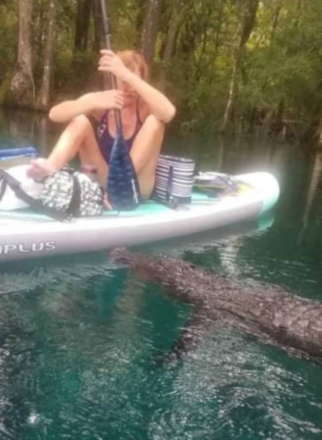 The gator let out a hiss when she pushed it away. Credit: Facebook/Vicky Reamy Baker