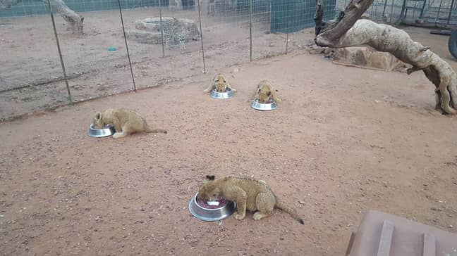 The cubs being fed on the farm. Credit: Facebook/Imberba Rakia