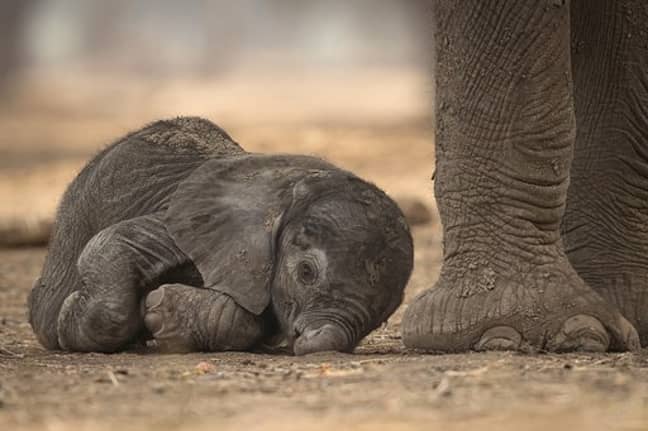 The adorable elephant. Credit: Kennedy News and Media 
