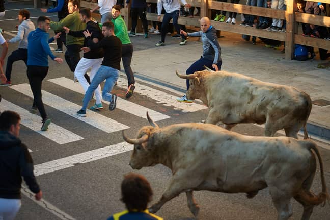 A bull running event earlier this month in Tafalla, central Navarra. Credit: Alamy
